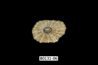 藏品(網目松螺)的圖片